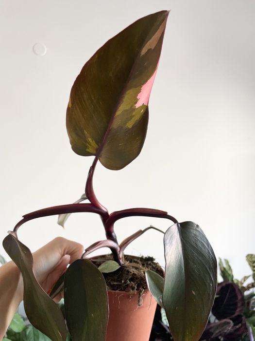 Conjunto plantas de interior