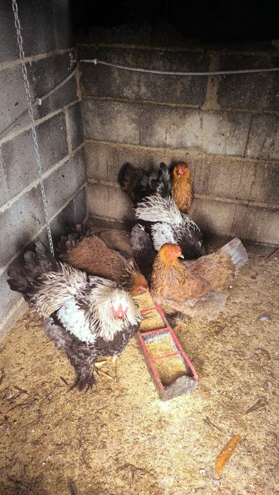 Brahmas 2 Galos Dark e 2 femias Perdiz