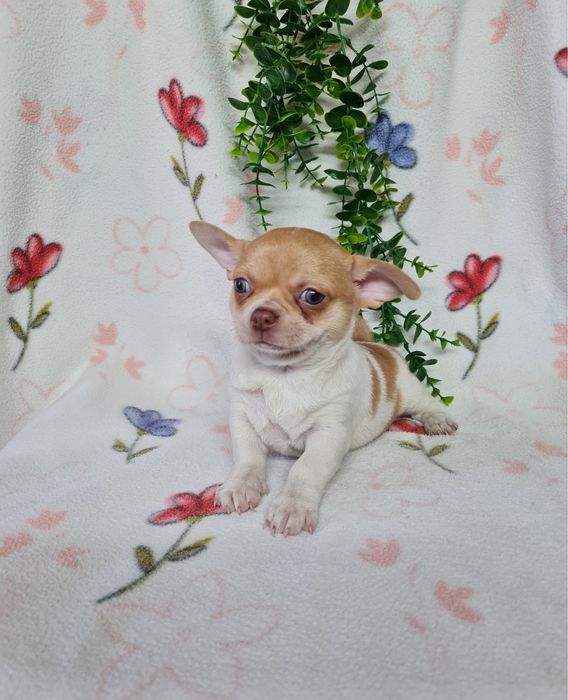 Excecional mini menino Chihuahua.Chiuaua,Qualdd linhagemRussa