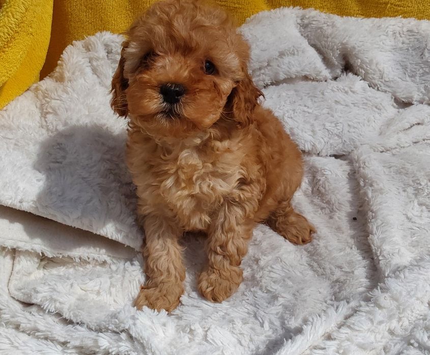 Pudel Toy 100%  tycich rozmiar piesek  Badania Rodzce