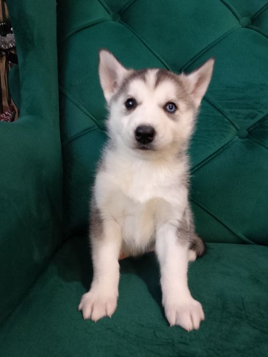 Sunia  Syberian Husky