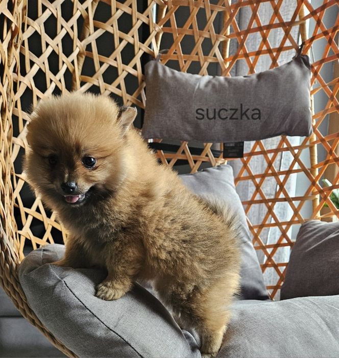 Pomeranian boo aktualne