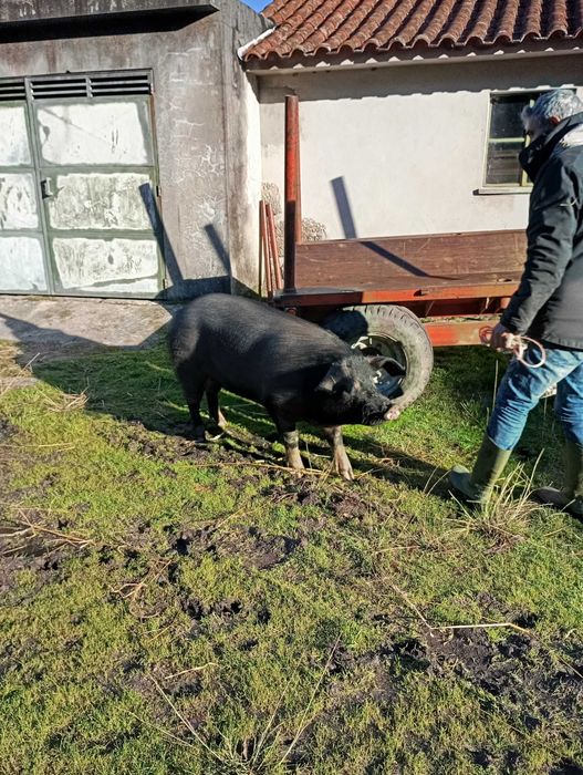 Porca para venda
