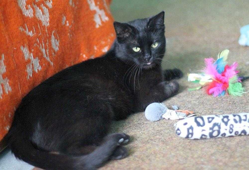 Piękny, czarny kocurek  poleca się do adopcji.