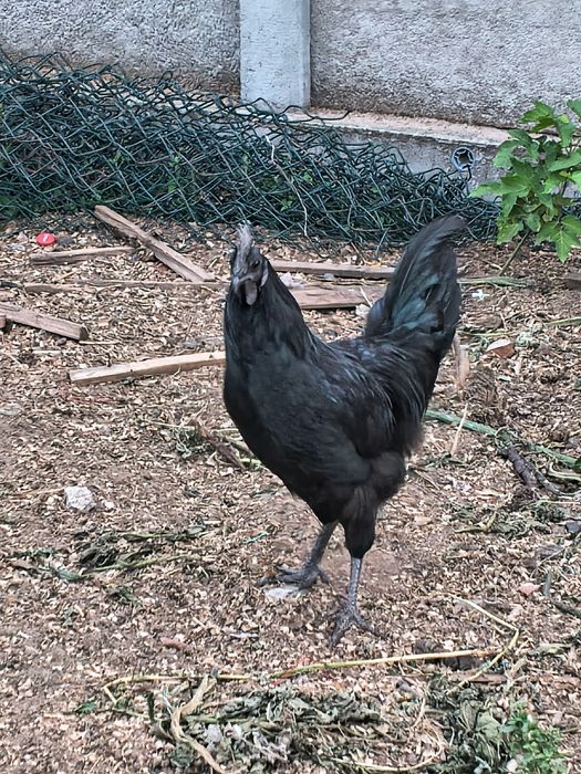 Sprzedam nadwyżkę Koguta  ayam
