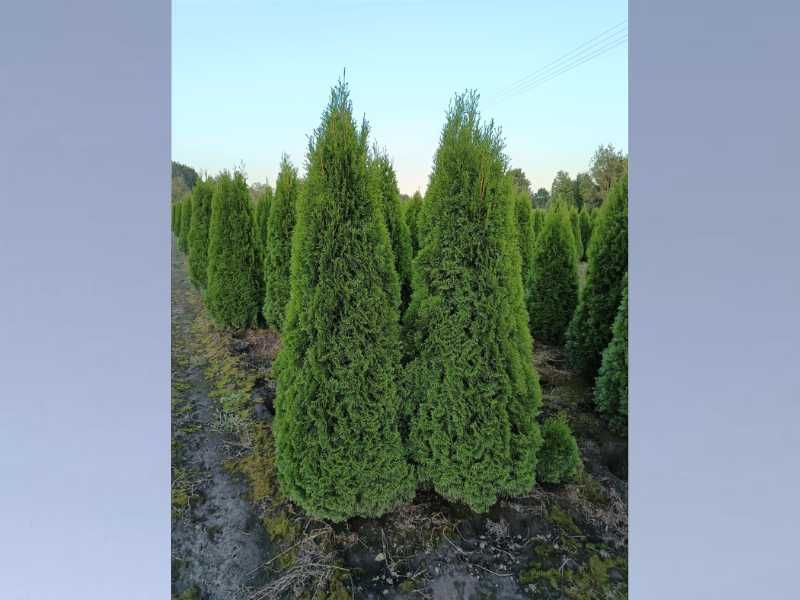 Okazja!!! Tuja SZMARAGD