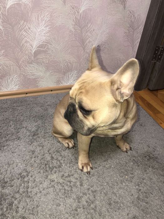 Вязка французского бульдога