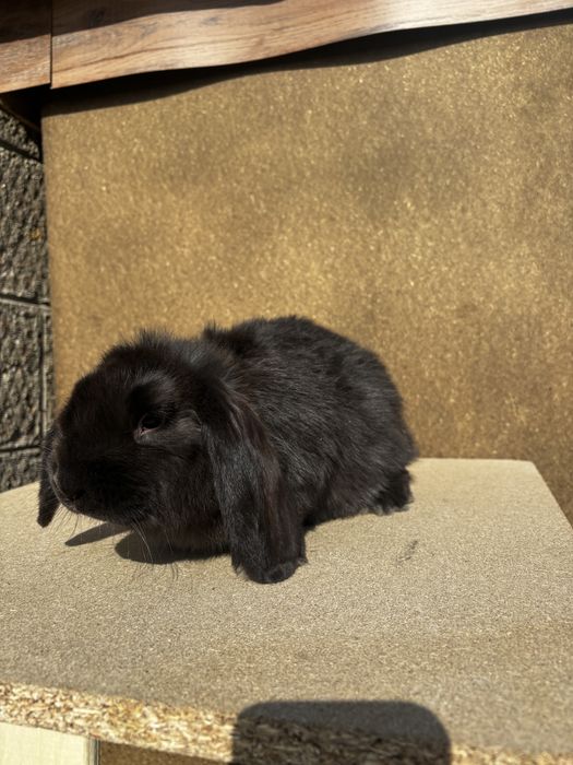 Baran francuski samczyk czarny