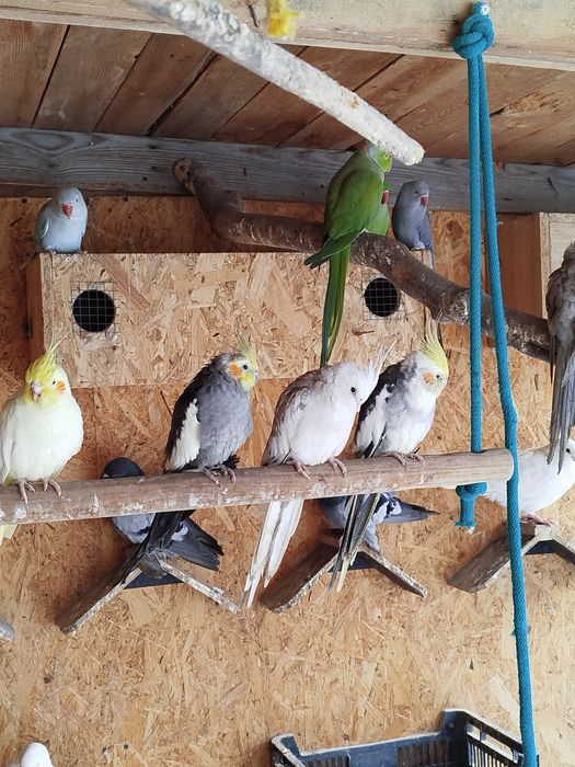 Papugi nimfy pary i młode