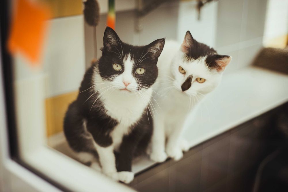 Nikt ich nie chce :(