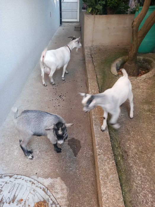 Cabritinhos anões