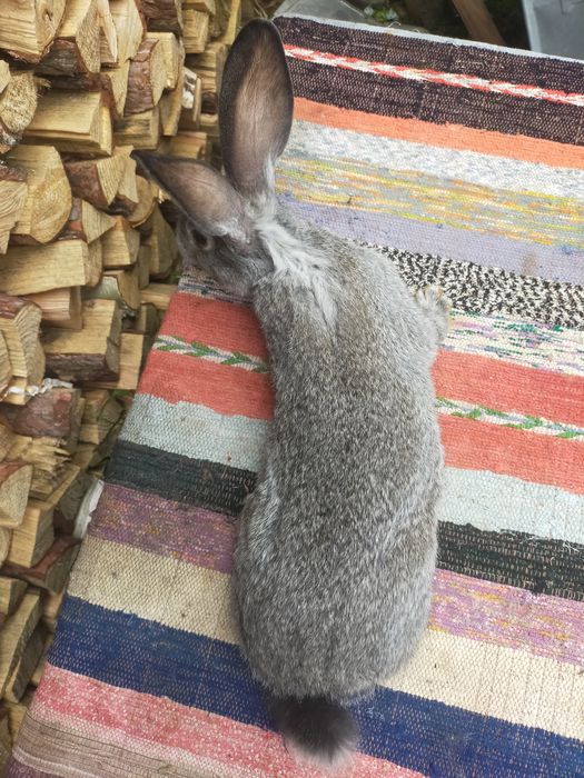 Кролі на плем'я Шиншила. Кролики, молодняк,кітні самки, робочі самці