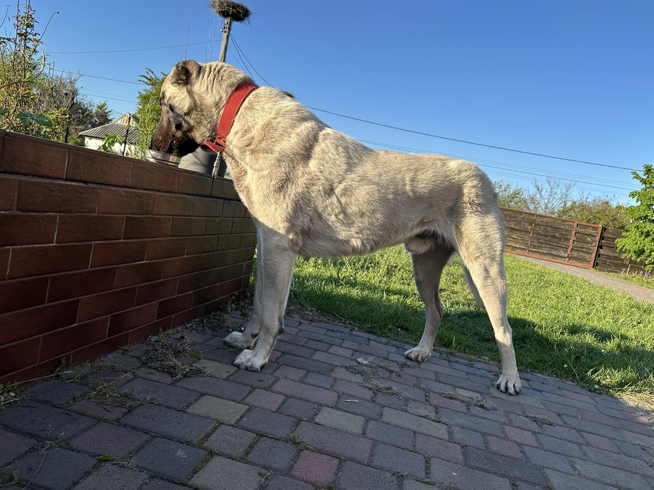 Вязка кобеля Кангала