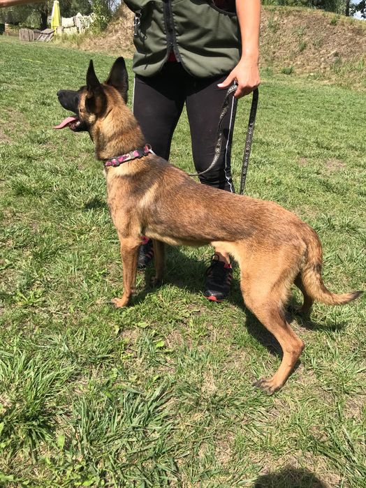 Бельгійська вівчарка малінуа