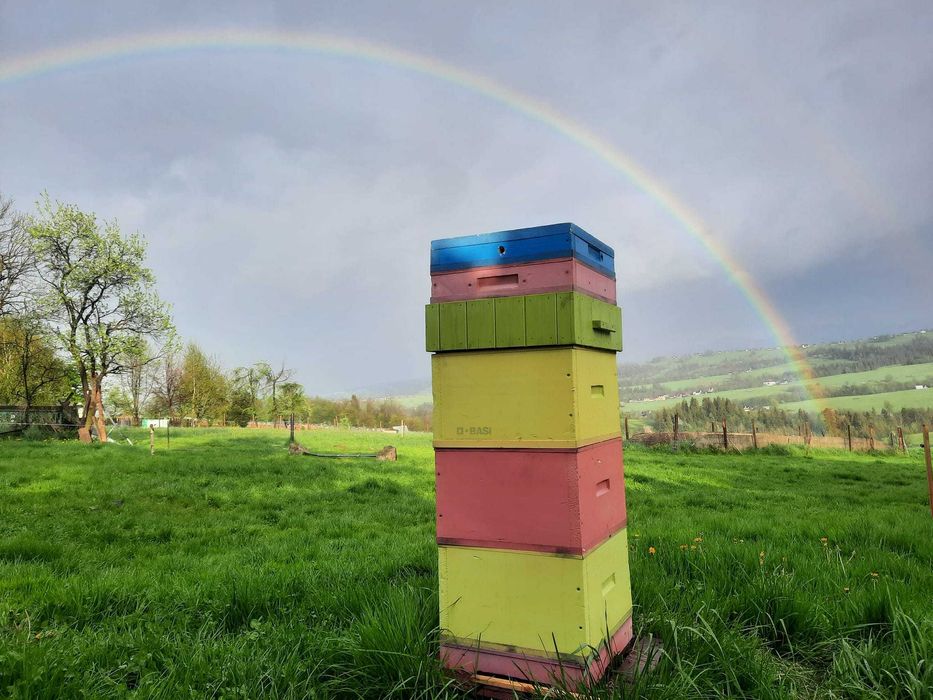 Rodziny pszczele – wiosna 2026 - pszczoły