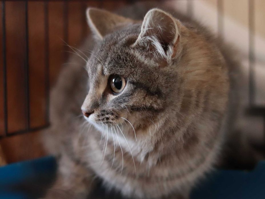 Кошенятко у добрі руки