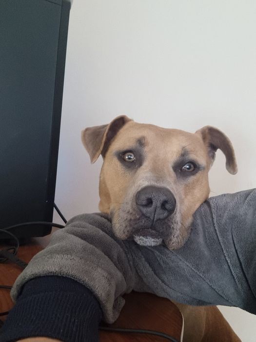Macho  6 anos para adopcao