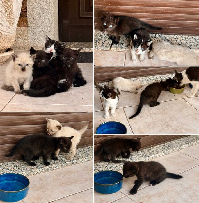 Gatinhos para adoção responsável – Braga / Vila Verde