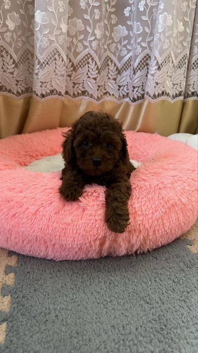 Той пудель FCI-КСУ готовий до переїзду.