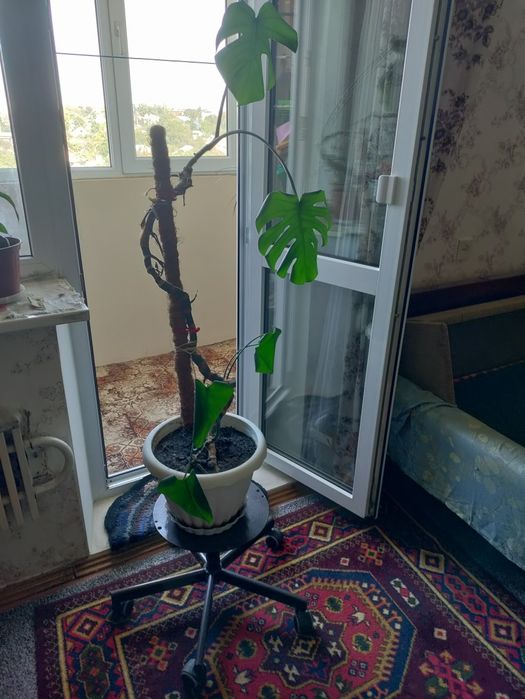 Продам комнатный цветок монстера