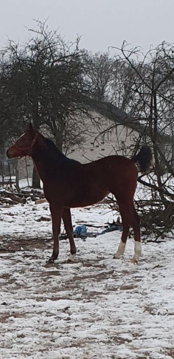 Sprzedam klacz małopolską