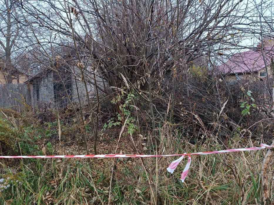 Darmowe Drewno Gałęziówka