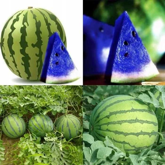 Nasiona arbuzów Blue Watermelon NIEBIESKI arbuz sadzonki arbuza