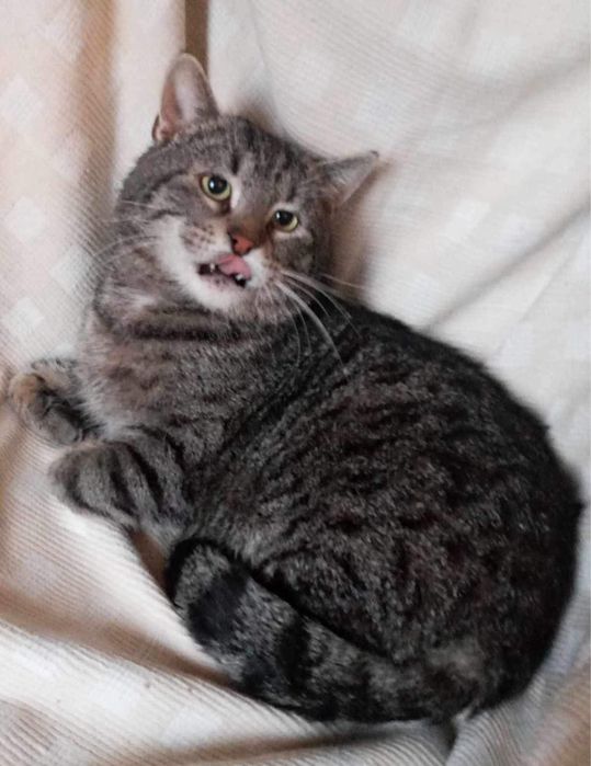 Milutki Kocurek szuka domku