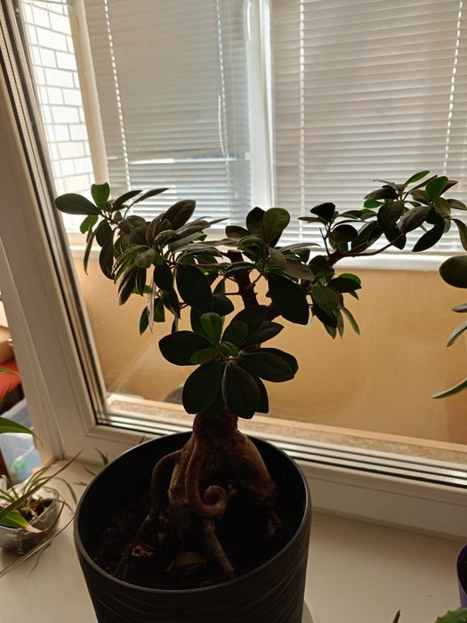 Бонсай фікус великий