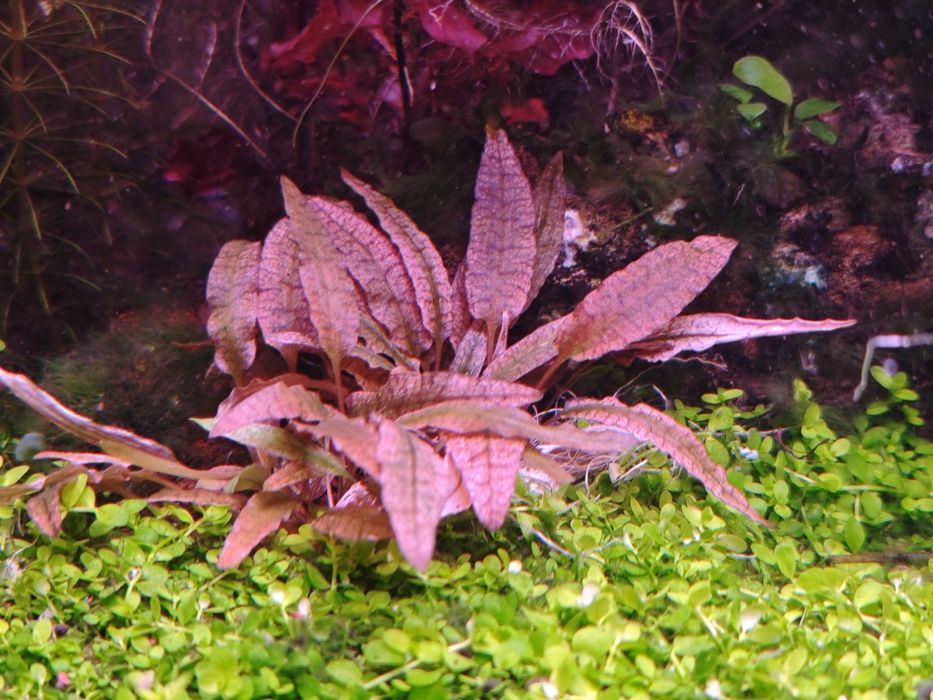 Cryptocoryne flamingo