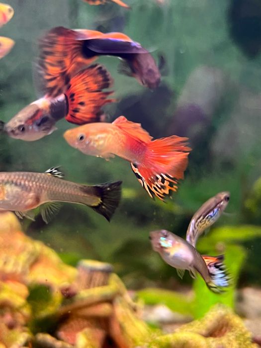 Гуппі мікс від 10шт.