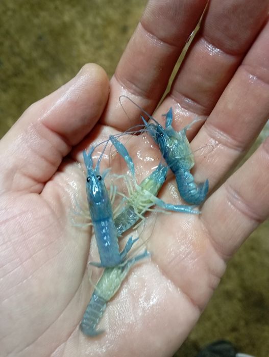 Австралійський рак