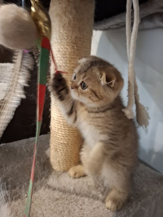 Szkocki Zwisłouchy Krótkowłosy