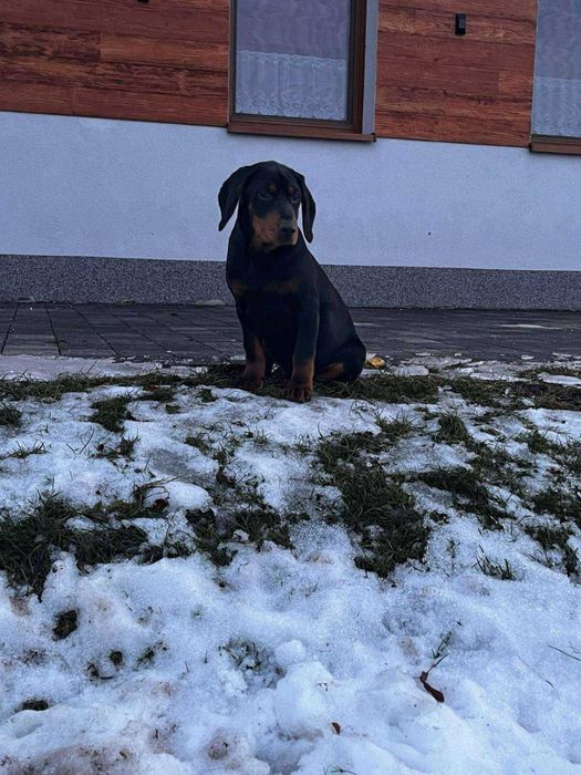 Gończy Słowacki ZKWP