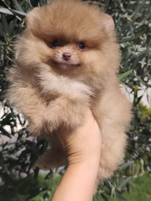 Spitz alemão anão