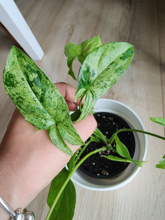 Syngonium mottled mojito duża sadzonka trzy pędy