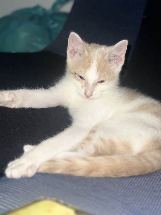 Gatinho macho para Doação