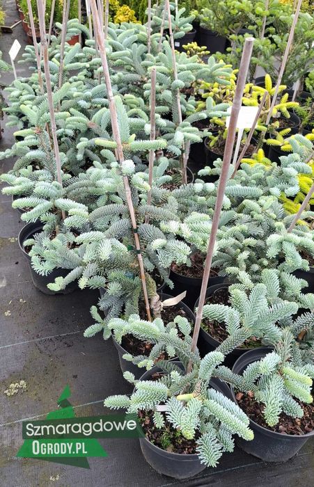 Jodła szlachetna GLAUCA DUŻA SADZONKA super cena