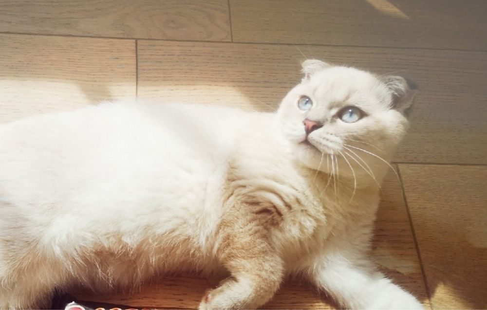 Вязка котів scottish fold