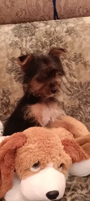 Дівчинка йоркширського тер'єра