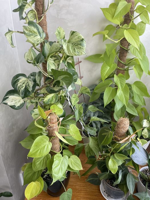 Кімнатні рослини. Епіпремнум, філолендрон, сукуленти, кактуси