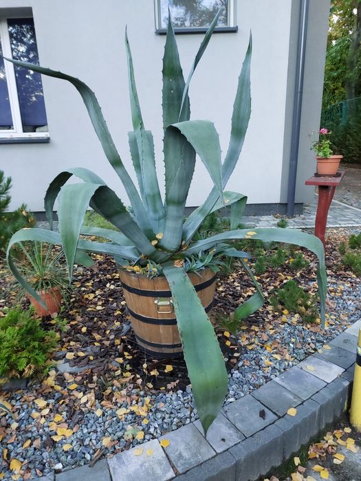 Agawa Amerykańska Duża