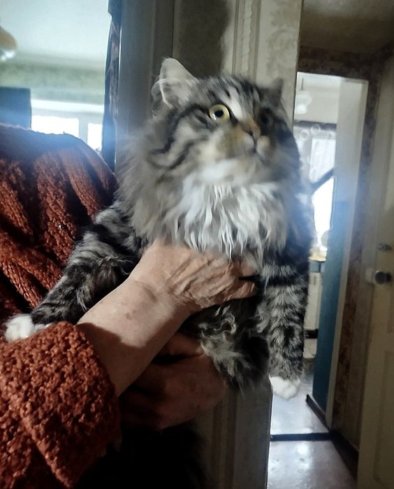 Отдам пушистого котика-подростка