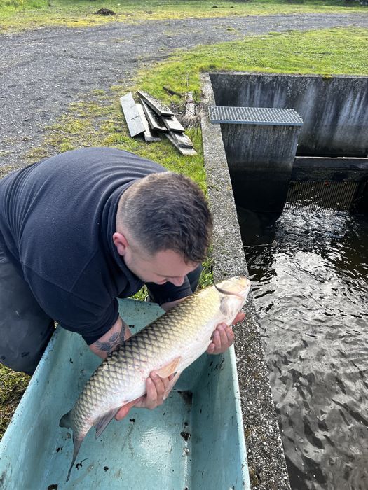 Amur biały duży, waga 8-12 kg/ sztuka