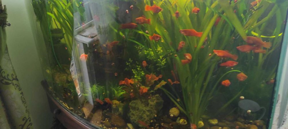 Акваріум з панорамним склом 300л.