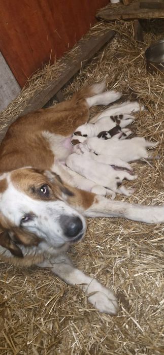 Owczarek Środkowoazjatycki