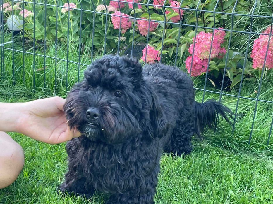 Hawapoo/Maltipoo niesamowita sunia o imieniu Helena