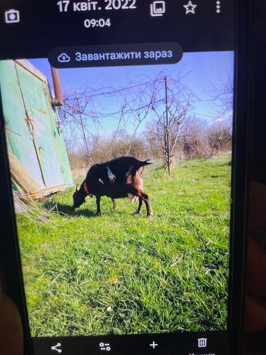 Кізочка Міла в добрі руки