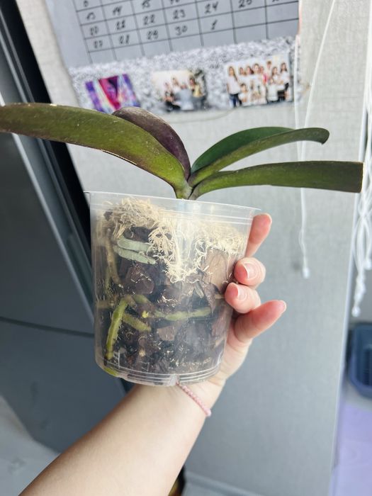 Фаленопсис , орхидея