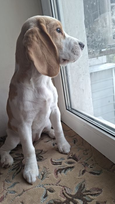 Щенок девочка бигля биколор